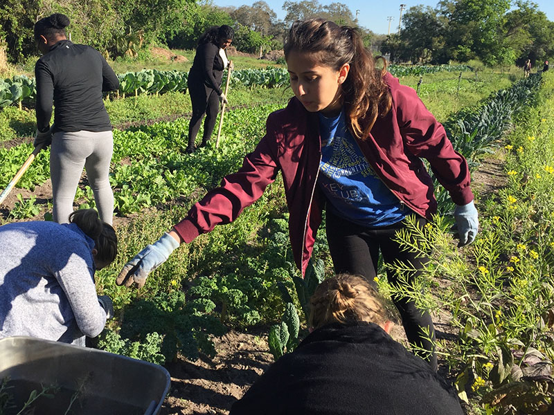 Students cleaning up a garden.