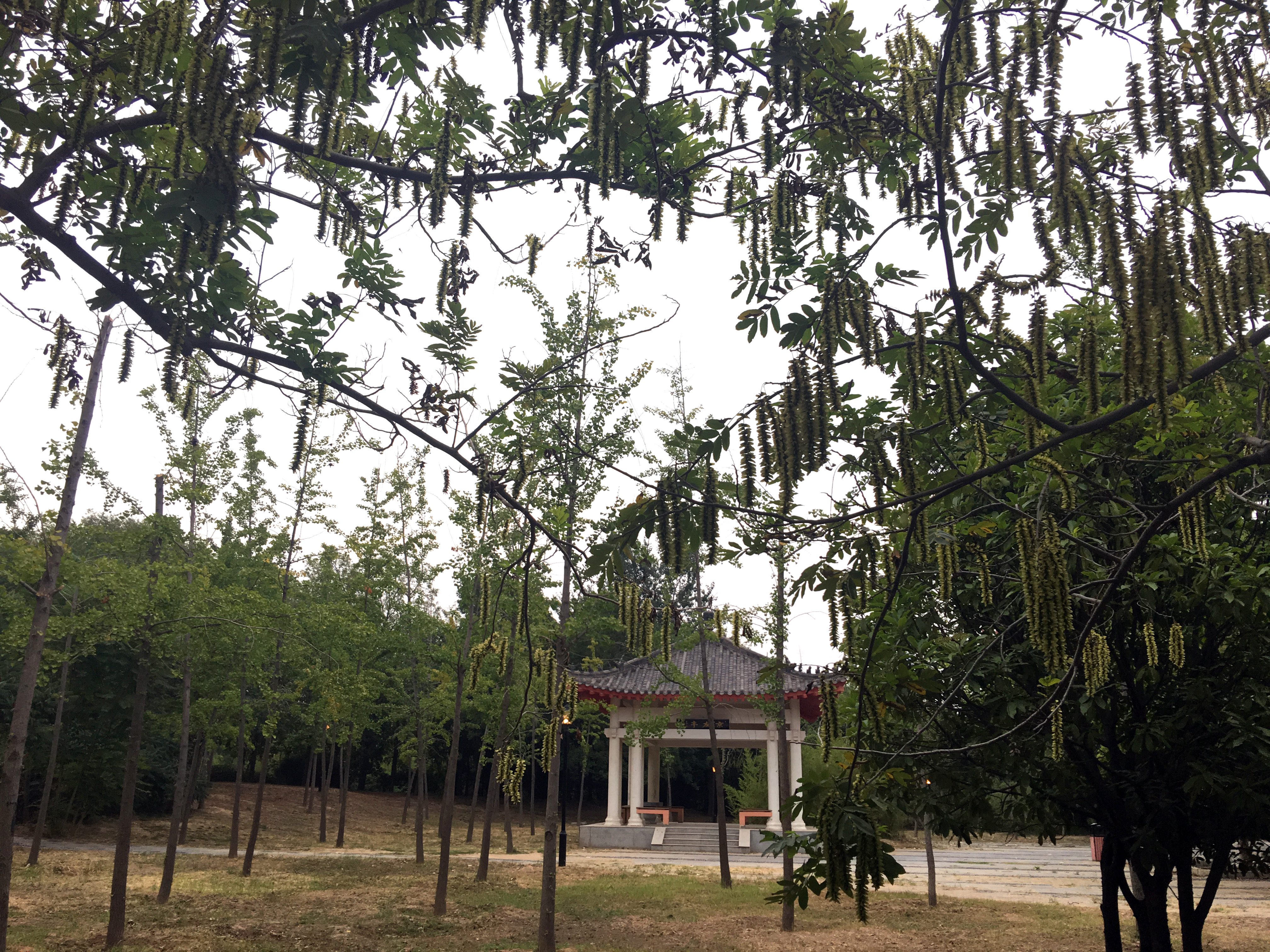 A quiet corner of the Henan University campus