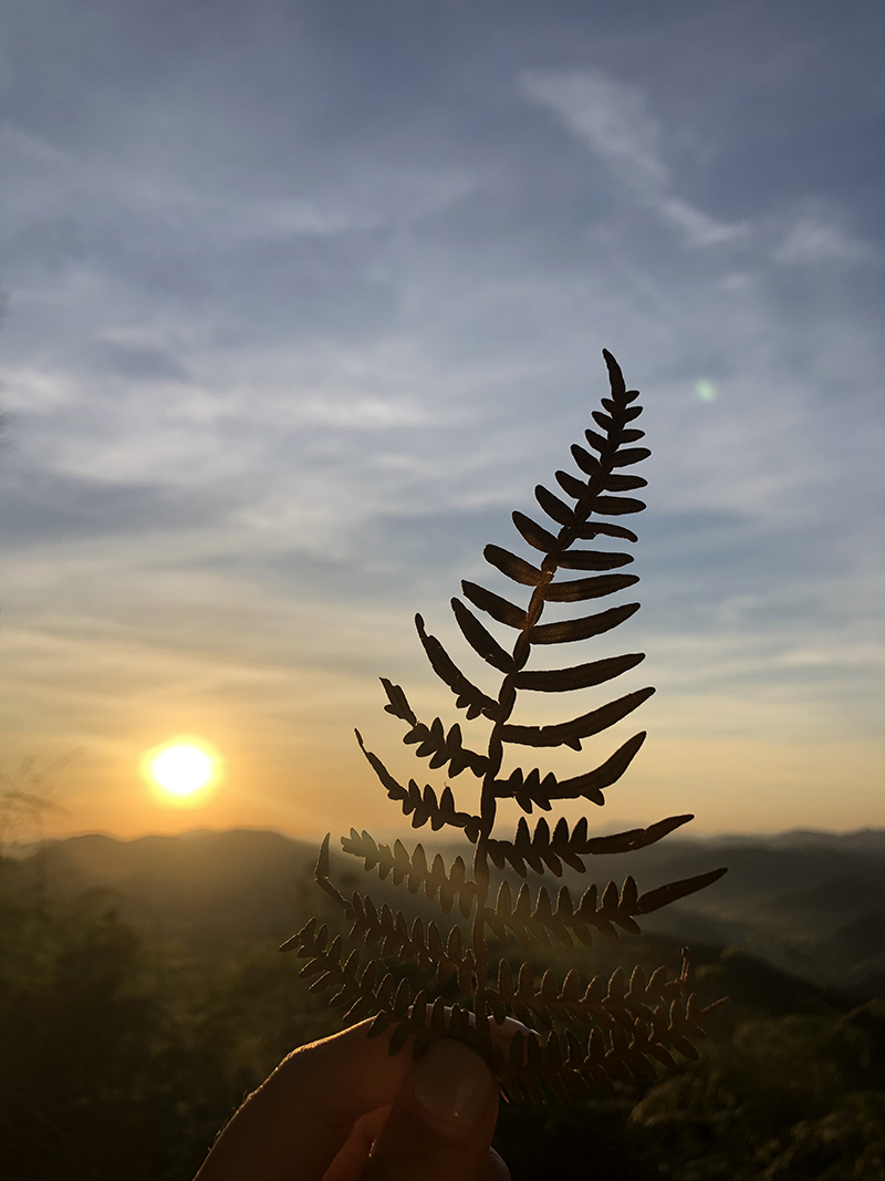 With a fern leaf in the foreground, the sun awakens above mountains on a brisk morning in Minais Gerais, Brazil on June 2, 2019. Photo/ Jesmel Moreno