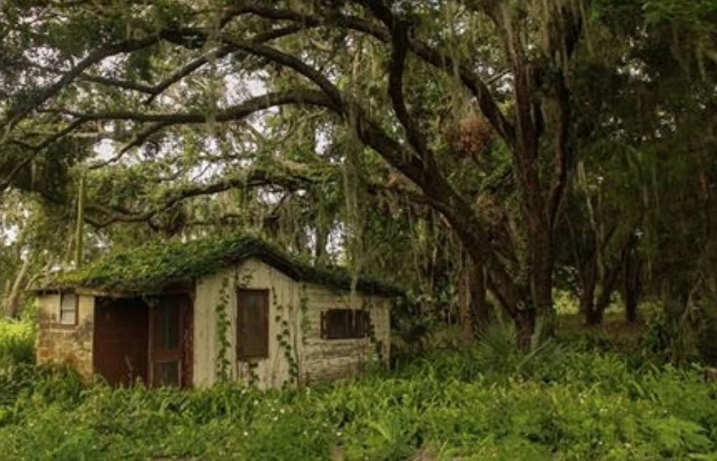 An abandoned home surrounded by underbrush, with an overarching oak tree in the background. The photo is dimly lit.