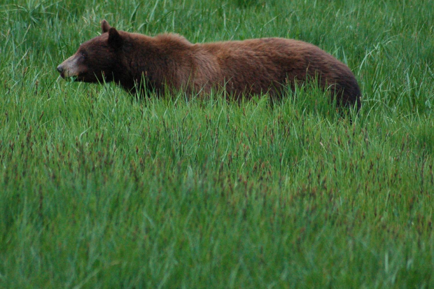 A black bear eats grass in Yosemite National Park. Courtesy Ed Coyle Photography