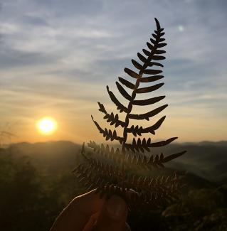 A leaf is silhoutted in the foreground as the sun awakens above mountains on a brisk morning in Minais Gerais, Brazil on June 2, 2019. Photo/ Jesmel Moreno