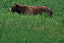 A black bear in the grass at Yosemite National Park. Courtesy Ed Coyle Photography
